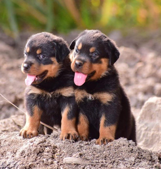 Order Female Rottweiler Puppy from  India